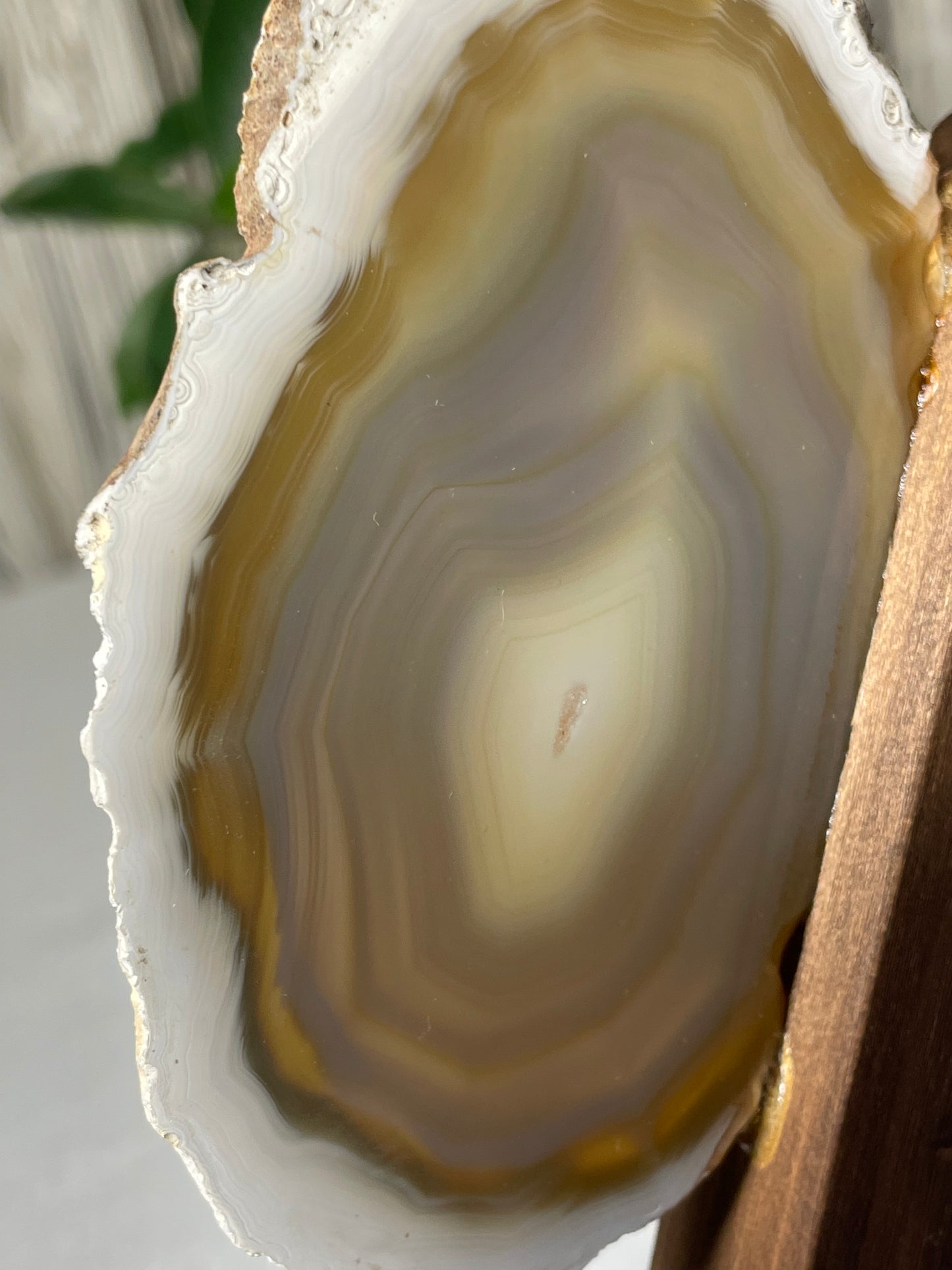 Brazilian Butterfly Agate Wings (A)