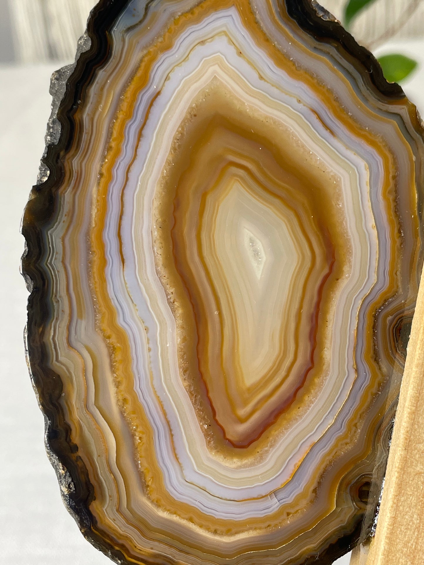 Brazilian Butterfly Agate Wings (B)