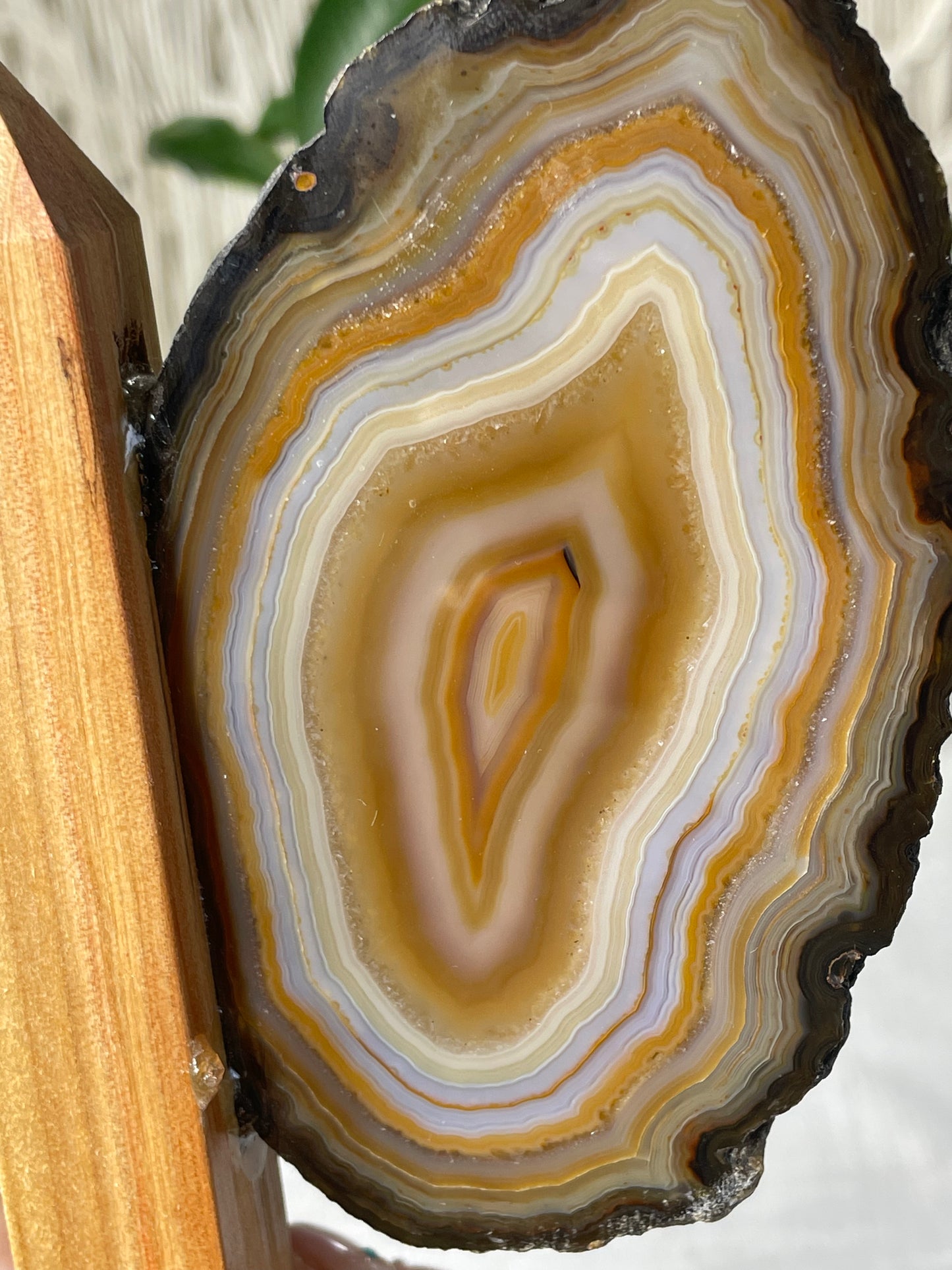 Brazilian Butterfly Agate Wings (B)