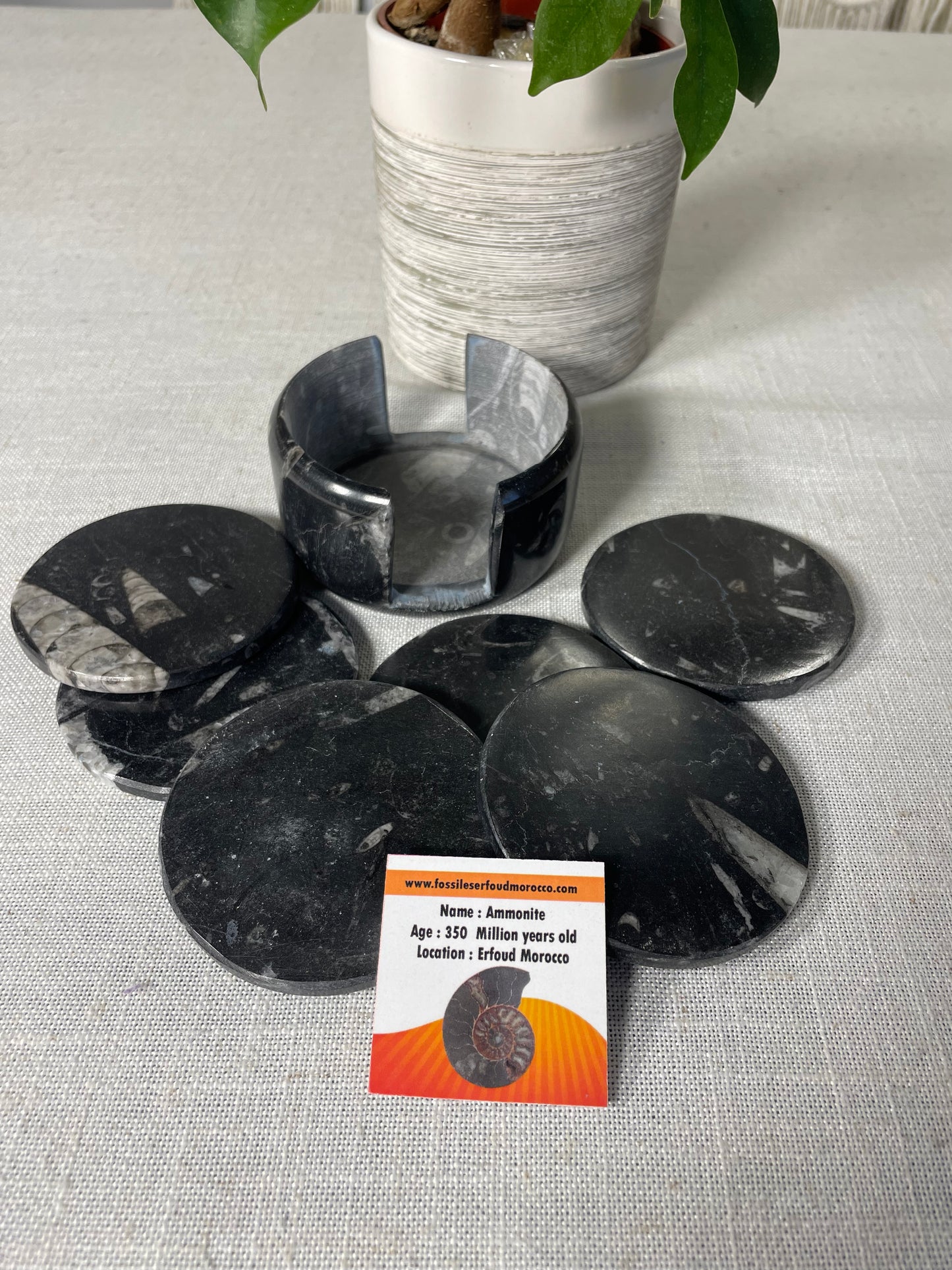 Fossil Coaster (set of 6)