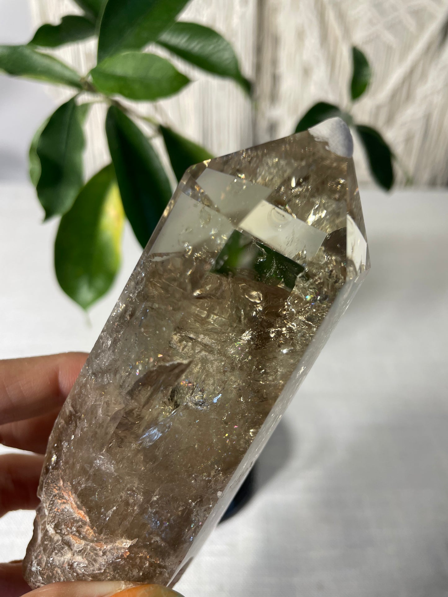 Citrine in wood stand (C)