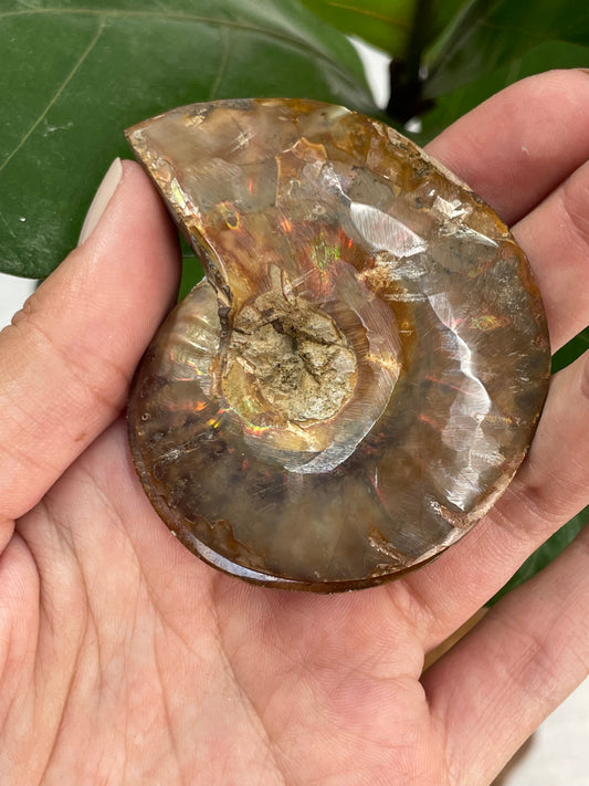 Ammonite (2pc)