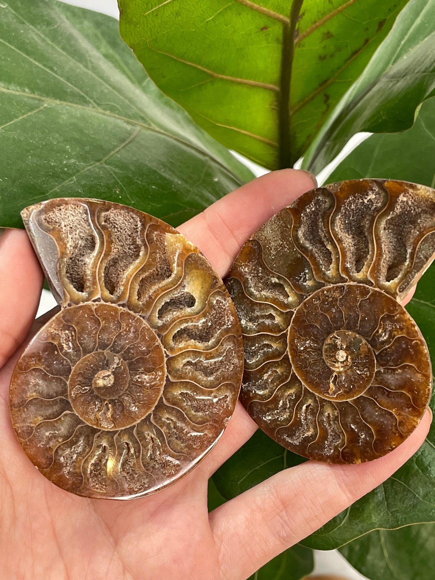 Ammonite (2pc)