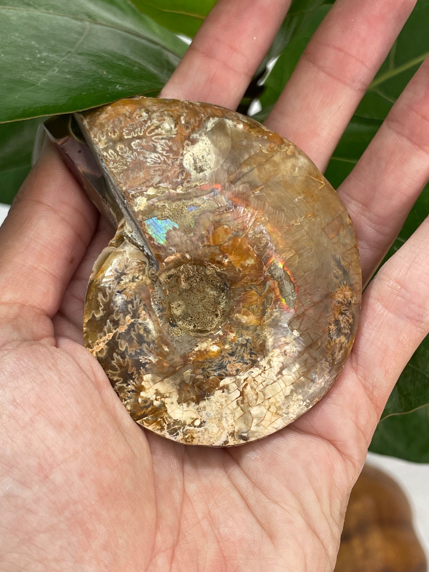 Ammonite (2pc)