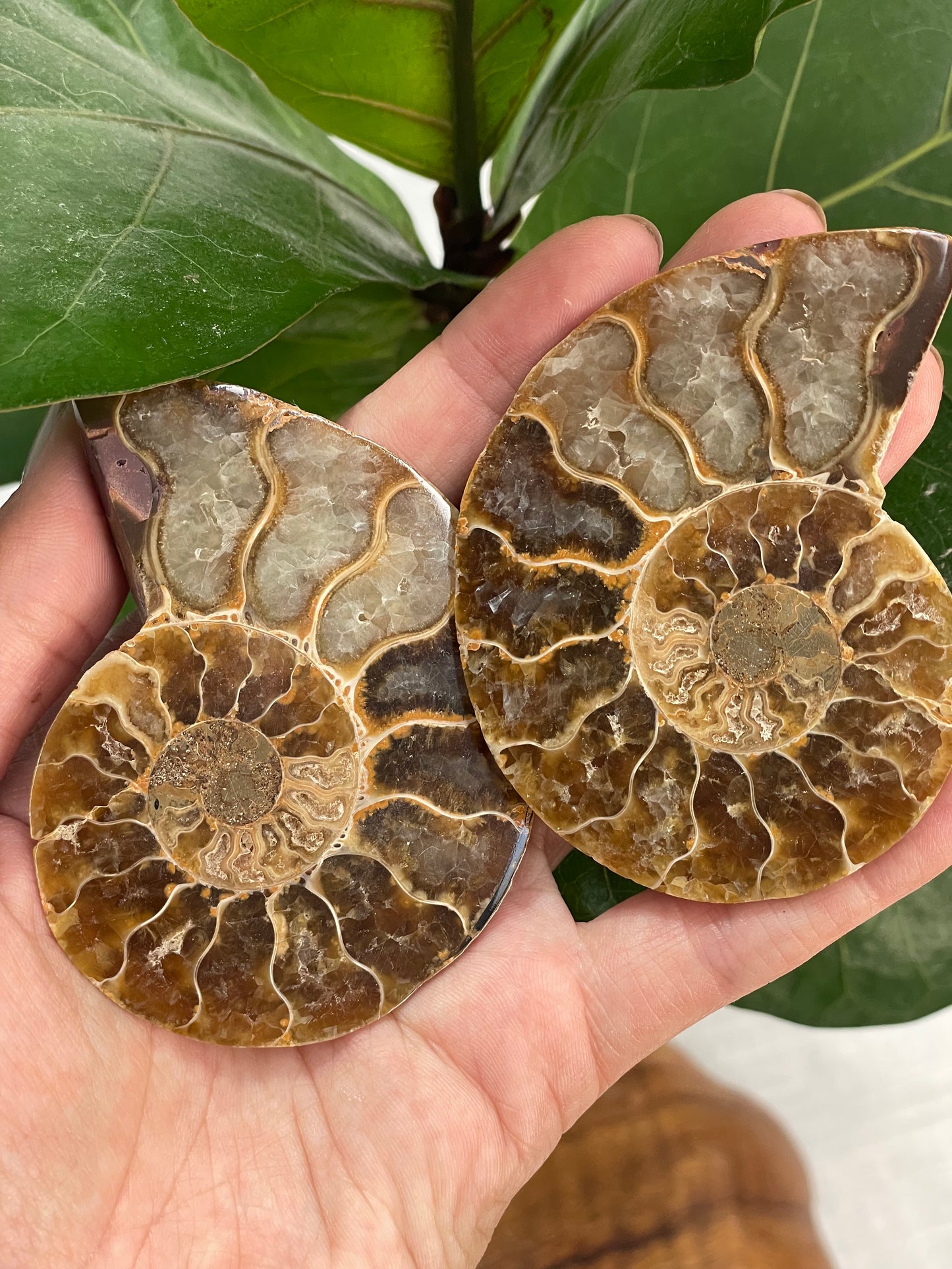 Ammonite (2pc)