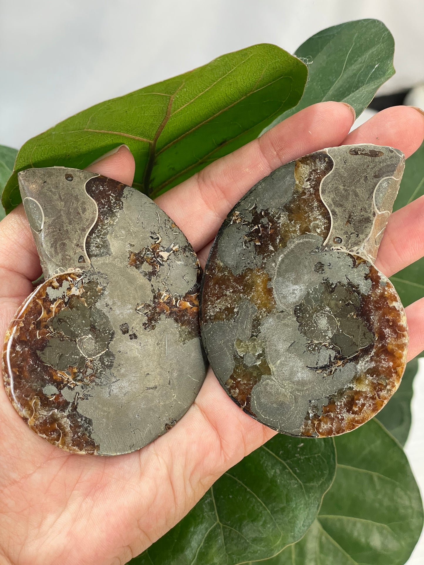 Ammonite (2pc)