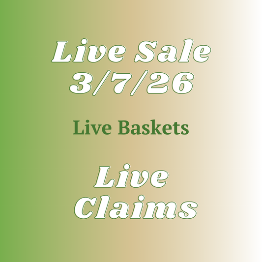 Alicea Basket