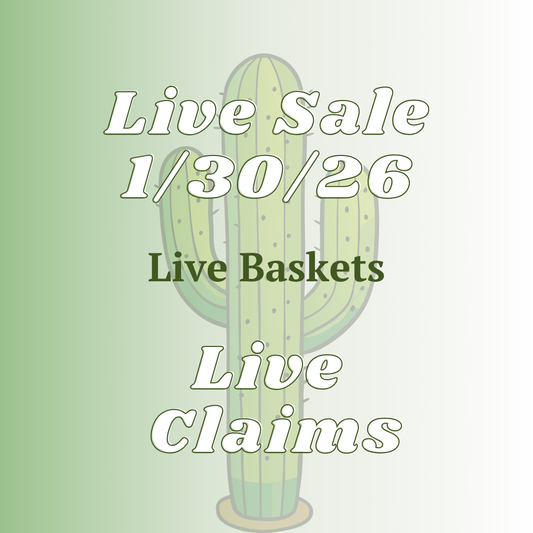 Tracy Basket